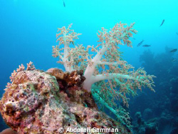 red sea soft coral by Abdullah Samman 